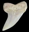 Mako Shark Tooth Fossil - Sharktooth Hill, CA #46774-1